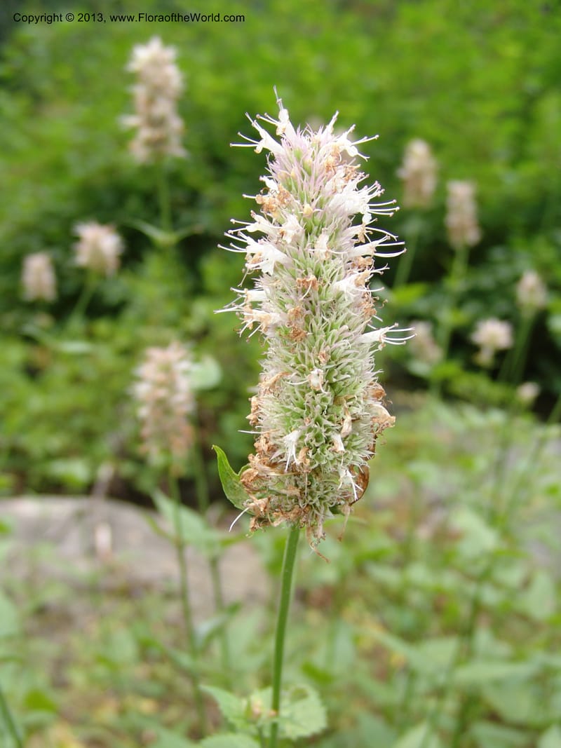 Agastache urticifolia, CDavidson11110--ID. Adams Co. For. Serv. Rd. 453, to Goose Lk. 20 Jul 07. 082.jpg