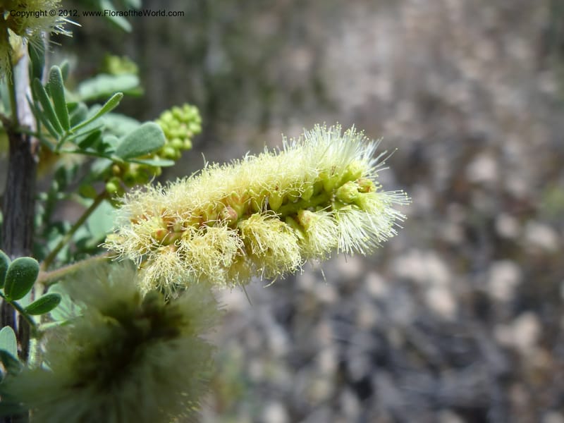 Acacia greggii, Davidson, C 11931--AZ. Yavapai Co. Crown King Rd. 7 May 2012.  (7).JPG