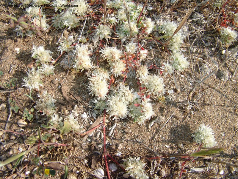 Paronychia argentea--Spain. Prov. Almeria. Cabo de Gata.  Wildfl. Center. 23 Apr 05. 013.jpg