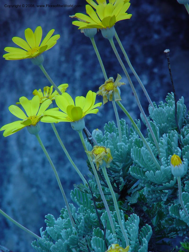 Euryops pectinatus--So. Africa. Cape Province. Table Mtn. 20 Nov 02. 031.jpg