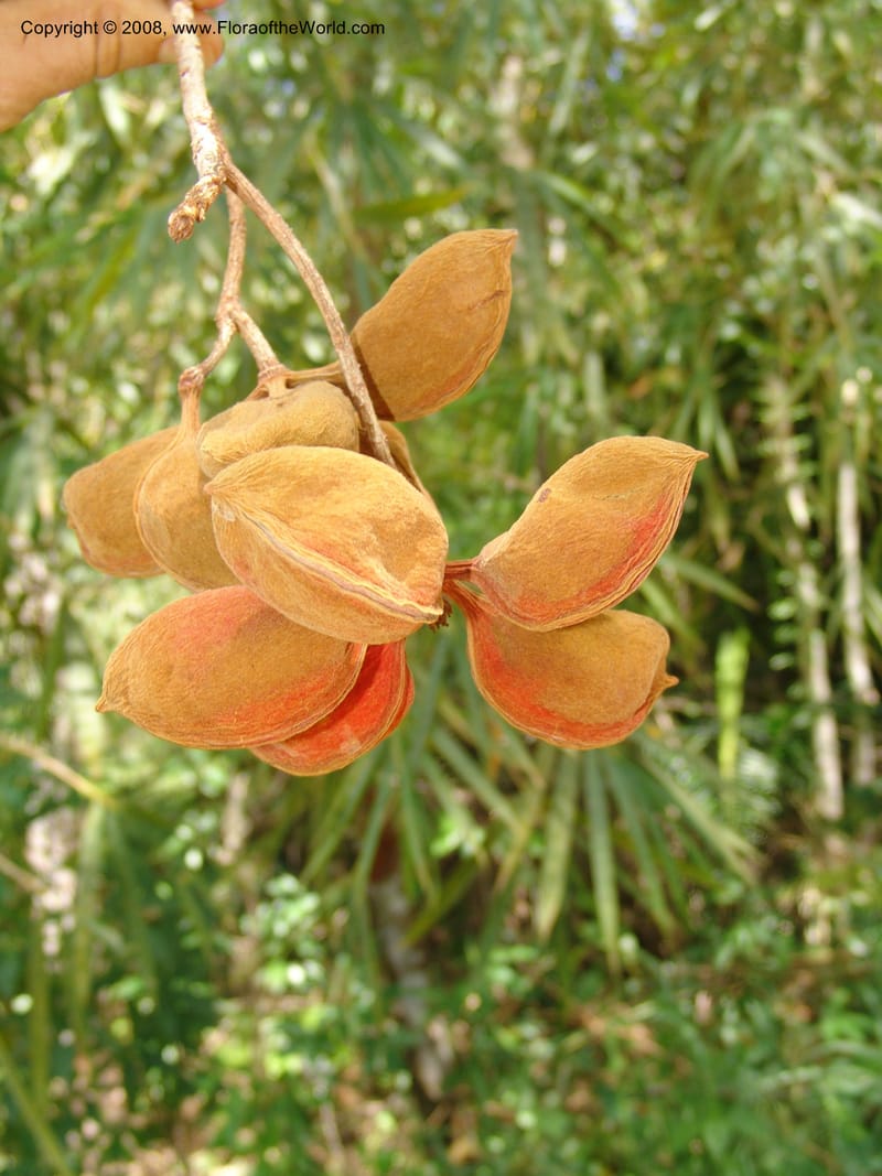 Sterculia tragacantha, GWalters1686--Gabon. Prov. Estuaire. Bambuchine, E of Libreville. 17 Apr 06. 062.jpg