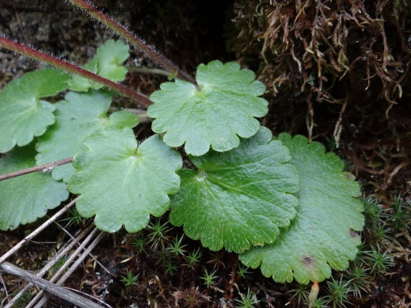 Saxifraga mertensiana, Davidson, C 12120--Calif. Trinity Co. Hwy 299. 15 Apr 2013. DSC03030 (7).JPG