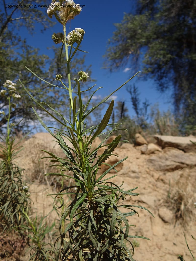 Eriodictyon angustifolium, Davidson, C 11943--AZ. Yavapai Co. Crown King Rd. 7 May 2012. DSC0894 1 (96).JPG