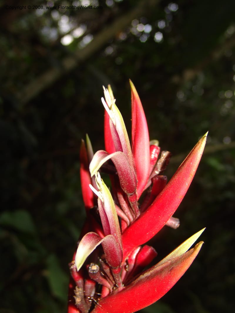 Heliconia, RVasquez32993--Peru. Pillcopata. Qbda Pini Pini. 29 Oct 07. 686.jpg
