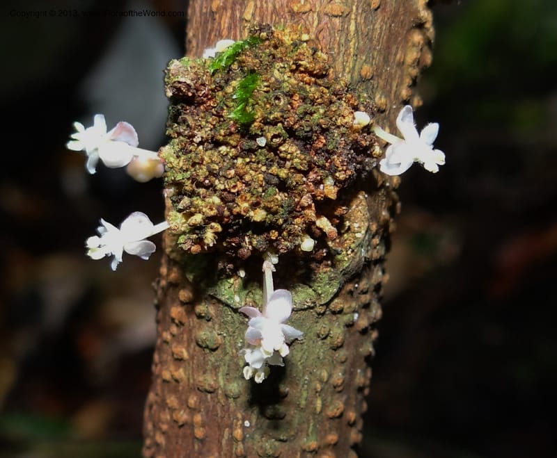 Lepisanthes ramiflora, Buerki 324--Malaysia, Sarawak. Bako Nat. Park. Lintang Trail. 30 Mar 2012.  NDSC06186 (160) - Copy.JPG