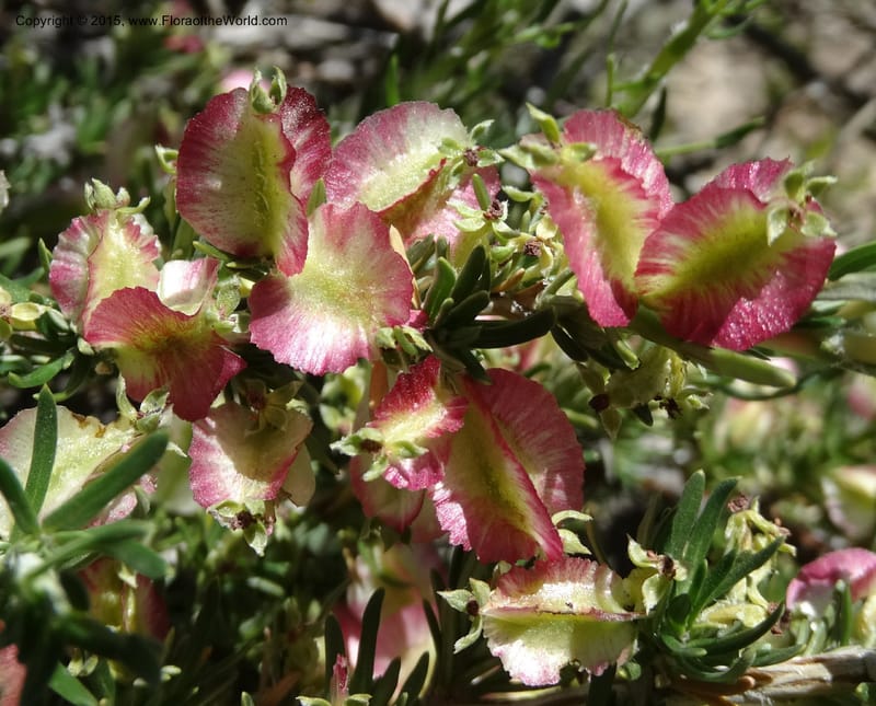 Tetraglochin alatum, Davidson, C 12788--Chile. Ruta 115, to Laguna del Maule. 24 Nov 2014. DSC07486 (288).JPG