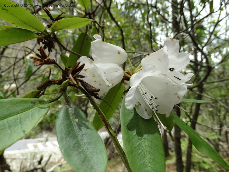Rhododendron, Boufford, D 43643--China. Sichuan. XiaYingShan to XiangZhai. 10 May 2014. DSC05109 (187).JPG