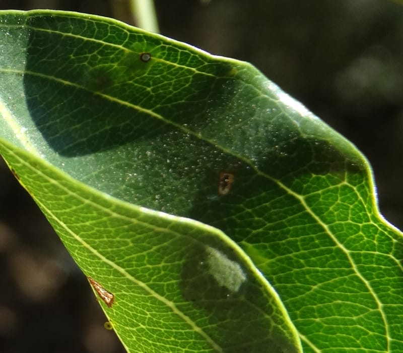 Ventilago, Bruy, D 114--New Caledonia. Tina. 10 Nov 2015. DSC00610 (127).JPG