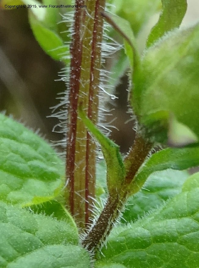 Scrophularia chrysantha, Davidson, C 12494--Georgia (Caucasus). Koslitavi, branch of Merisi Gorge. 11 Jun 2014. DSC08456 (189).JPG
