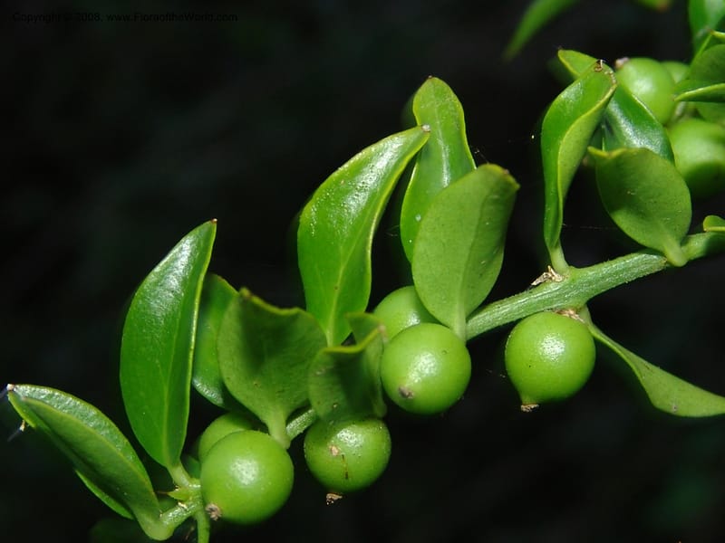 Azima tetracantha--So.Africa. E. Cape. Maitland Nat.Res. 5 Mch 05. 105.jpg