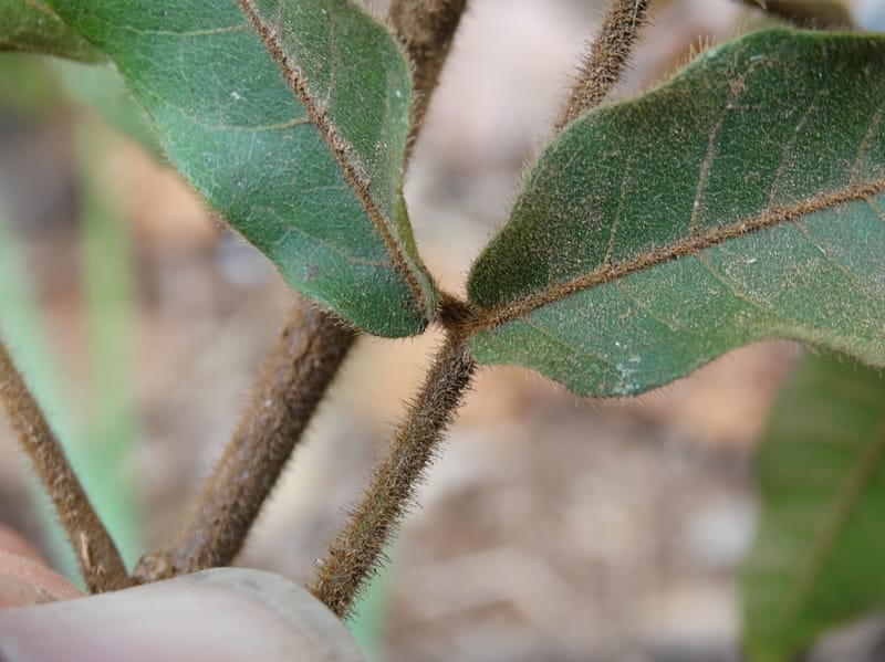 Alectryon vitiensis, Munzinger, J 7376--Fiji. Valeni Vill. 6 Nov 2015. DSC09910 (23).JPG