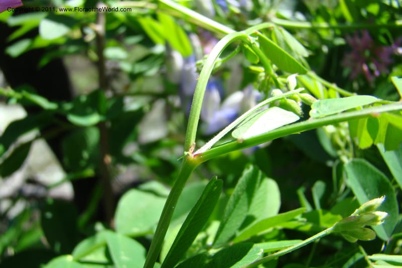 Vicia americana, C. Davidson 11391--Idaho. Idaho Co. Salmon River. Shepp Ranch. 28 May 2009. 170.jpg