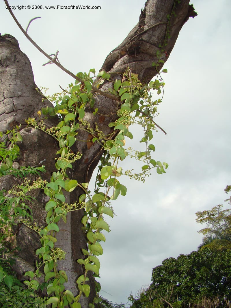 Cissus rotundifolia--Tanz. Karimjee Bot. Garden, Dar es Salaam. 30 Jan 08. 015.jpg