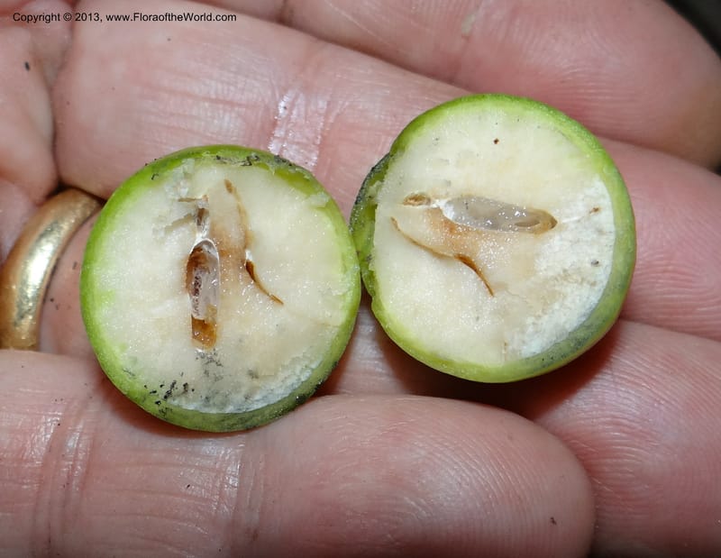 Gomortega keule, WDS 34081--Chile. Reserva Nac. Los Queules. 15 Feb 2013. DSC01158 (164).JPG