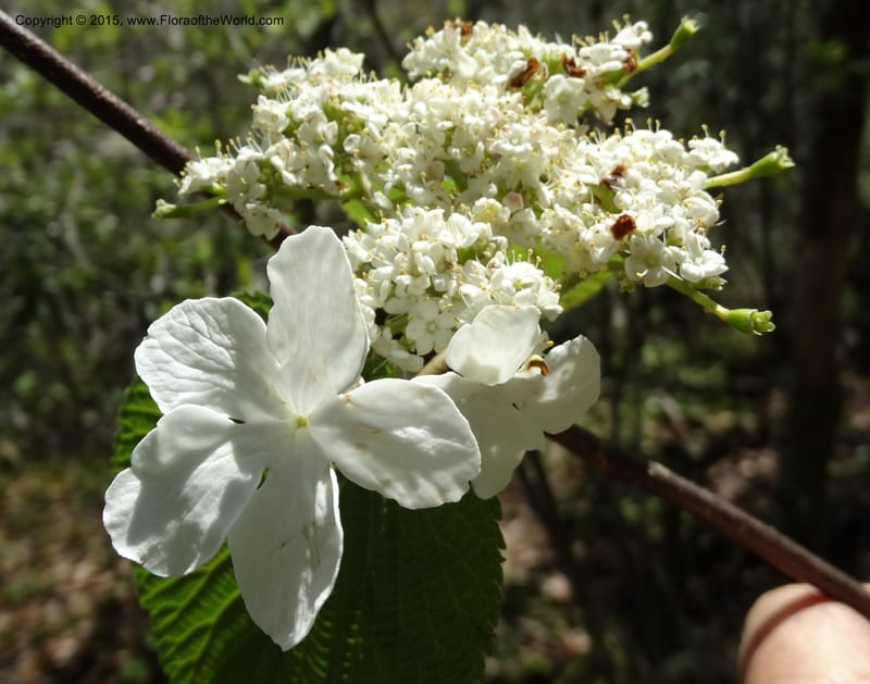 Viburnum lantanoides, Davidson, C 12961--North Carolina. Trans. Co. Beech Gap on BRP. 12 May 2015. DSC04240 (46).JPG