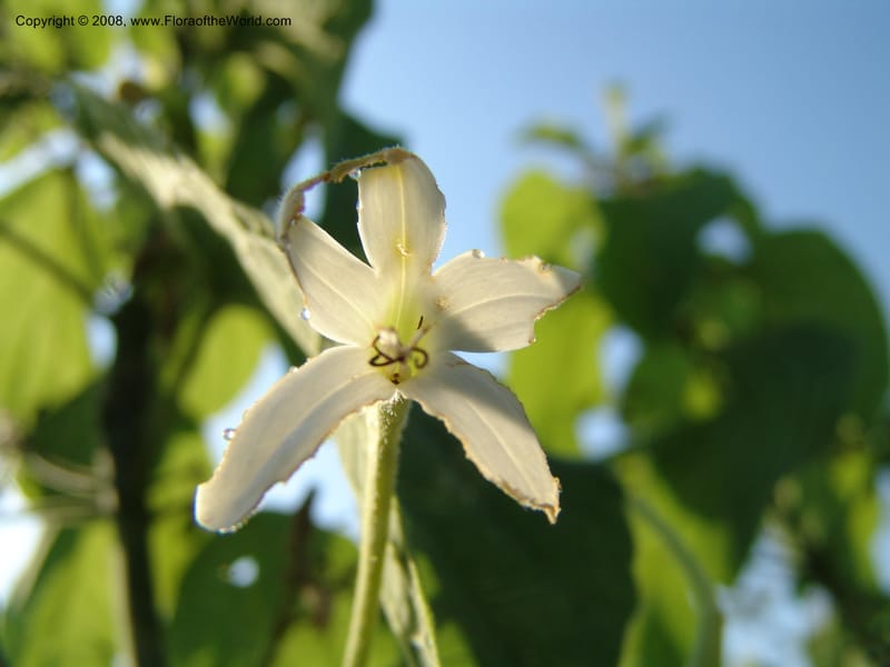 Clerodendrum--Uganda.  Crater Lakes region, Ndali lodge, S of Fort Portal. 4 Jul 04. 038.jpg