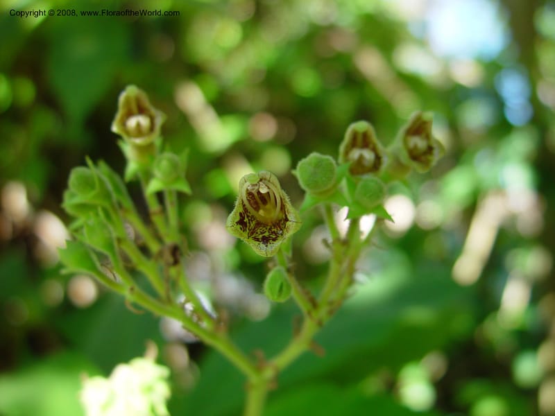 Rhytidophyllum tomentosum. 78338 A--FL. Fairchild Tropical Garden. 15 Jan. 03. 039.jpg