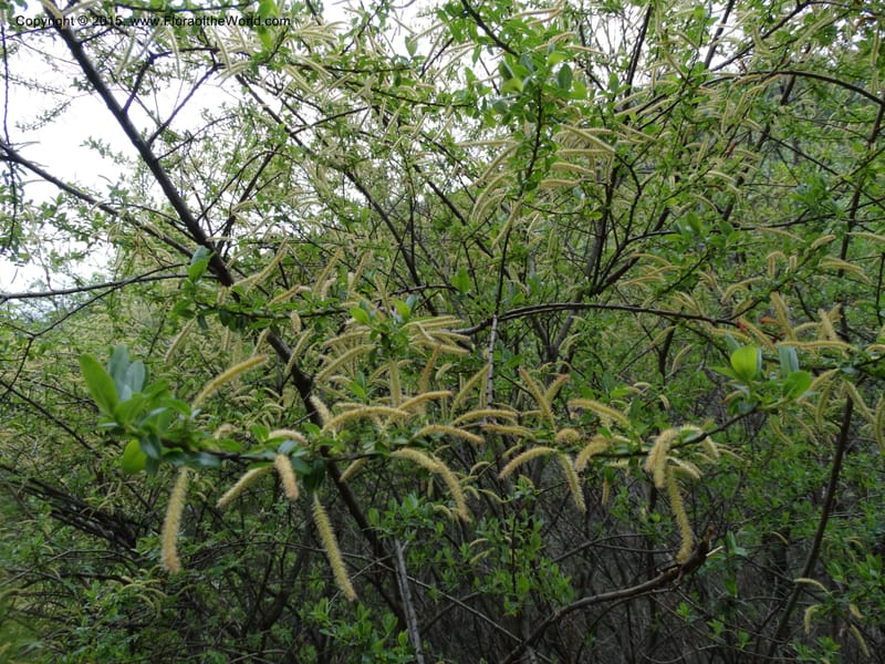 Salix, Boufford, D 43734--China. Sichuan. XinZhaZi Gou. 14 May 2014. DSC06426 (124).JPG