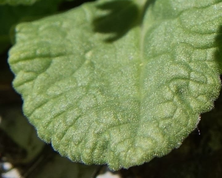 Primula veris subsp. veris, Davidson, C 13321--Switzerland. Les Violettes. 4 Jul 2016. DSC09126 (396).JPG