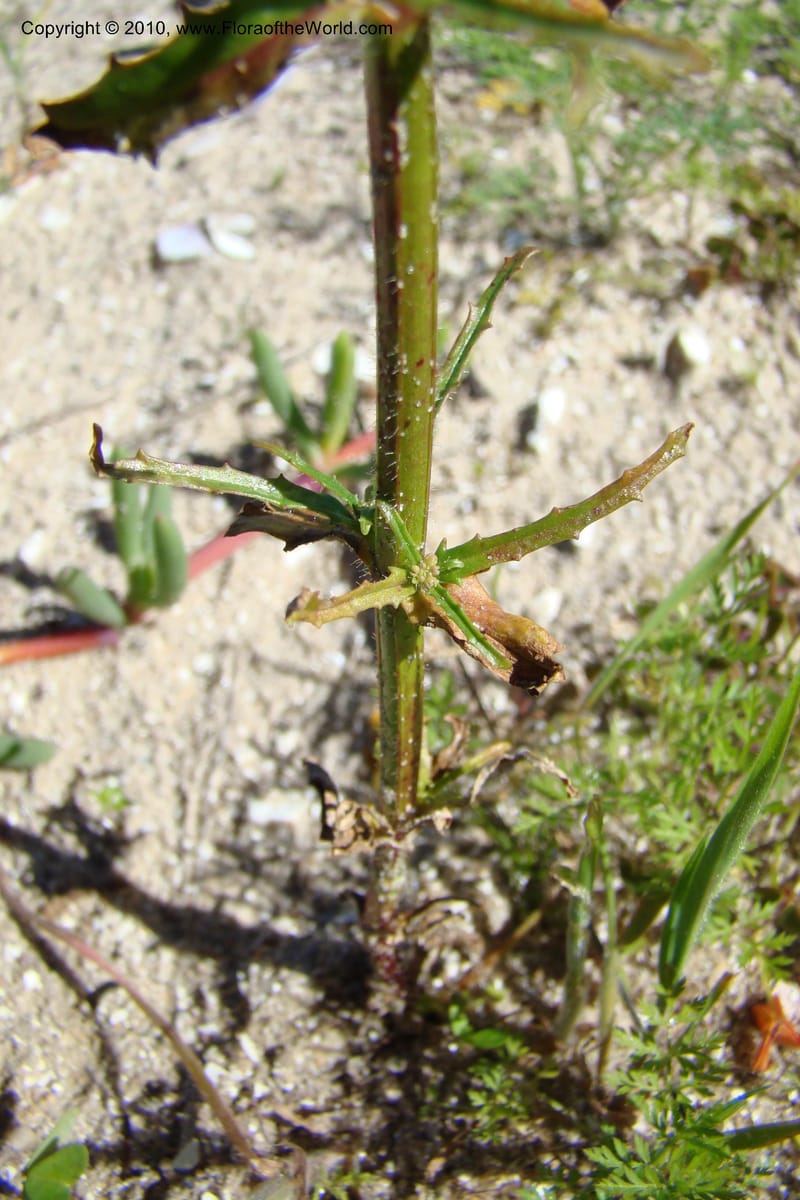 Nemesia bicornis, C. Davidson 11505--South Africa. Western Cape. R27, 5 km N of Velddrif. 24 Aug 09. 046 (7).jpg