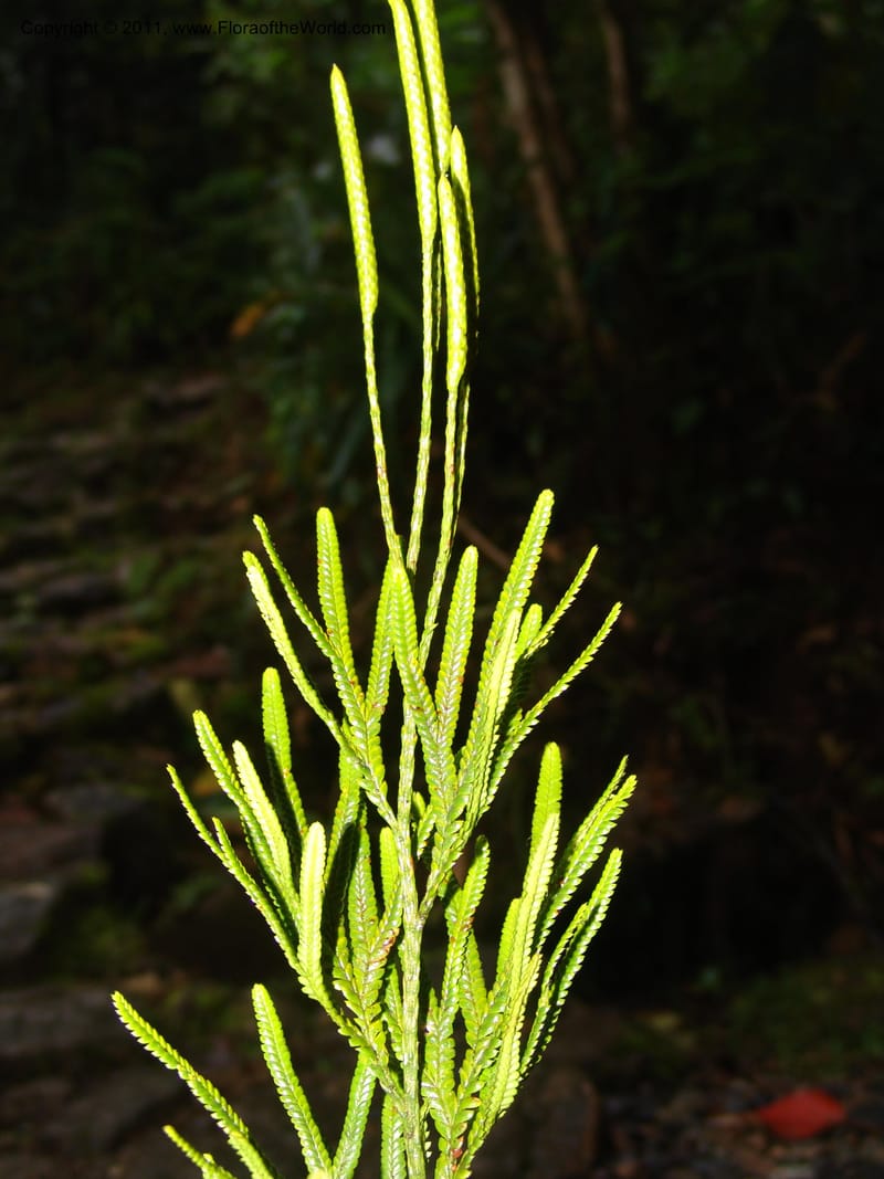 Lycopodium, MAsanzaN1994--Ecuador. Prov. Zam. Ch. Podocarpus N. Pk. 26 Sep 07. 150.jpg
