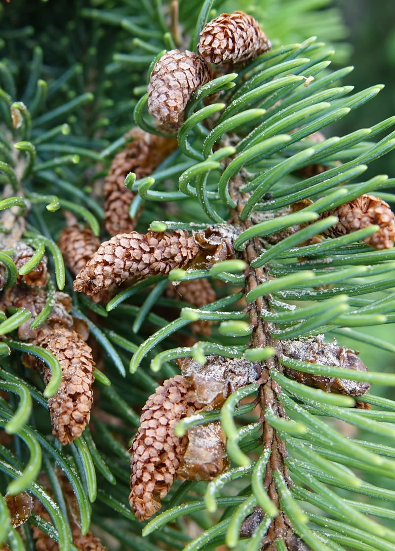 Picea abies, Not coll.--Switzerland. Col de Marchairuz. Simeon. 29 Jun 2016. DSC06067 (48).JPG