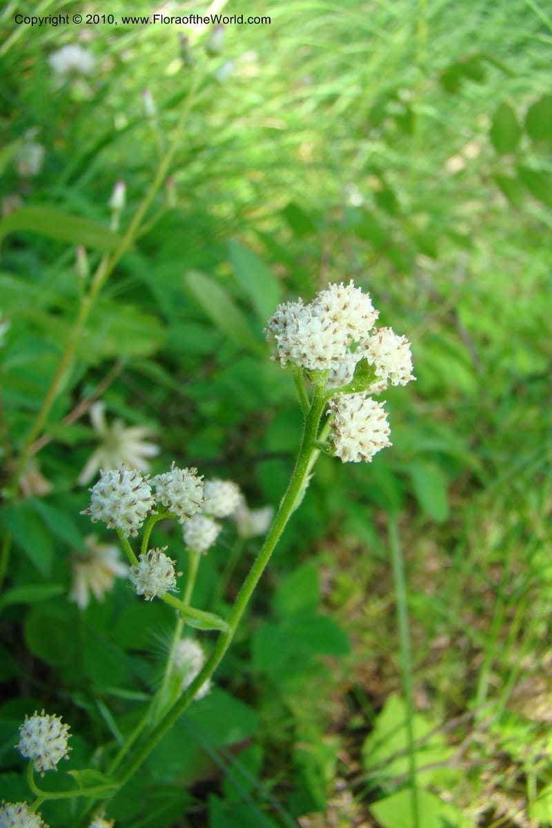 Antennaria racemosa, C. Davidson 11373--Idaho. Idaho Co. Salmon River. Polly Bemis Ranch. 27 May 2009. 075.jpg