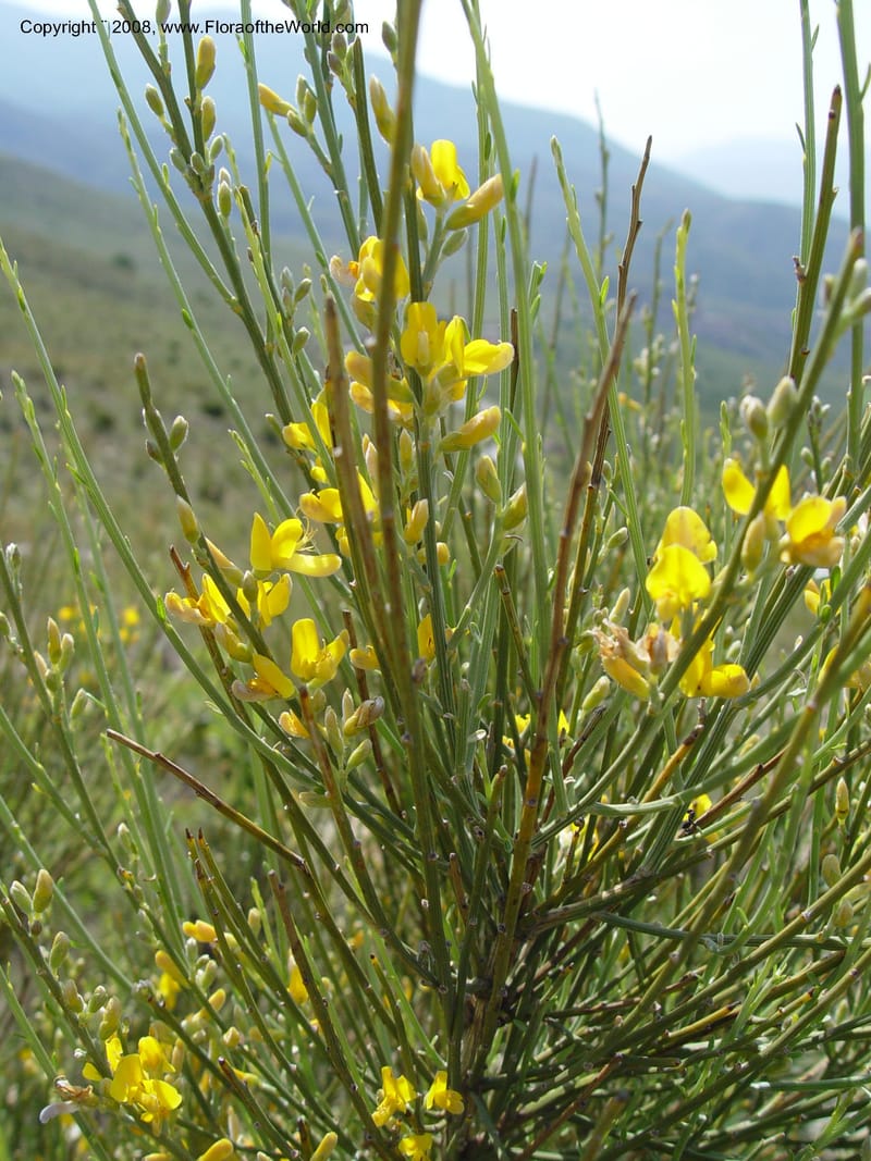 Genista ramosissima--Spain. Andalucia. On C333, ca. 5 km E of Orgiva. 14 Apr 04. 086.jpg