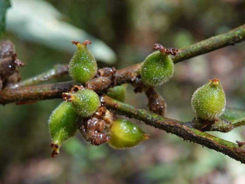 Aporosa dioica, D. Boufford 44137--China. Yunnan. Pu Wen to Da Du Gang on G213. 4 May 2018. DSC01724 (168).JPG
