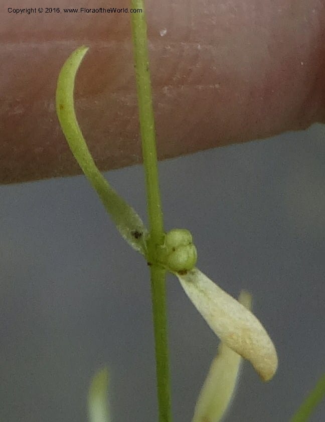 Callitriche, Ulloa, C 2479--Ecuador. Mojanda. 22 Apr 2015. DSC02267 (159).JPG