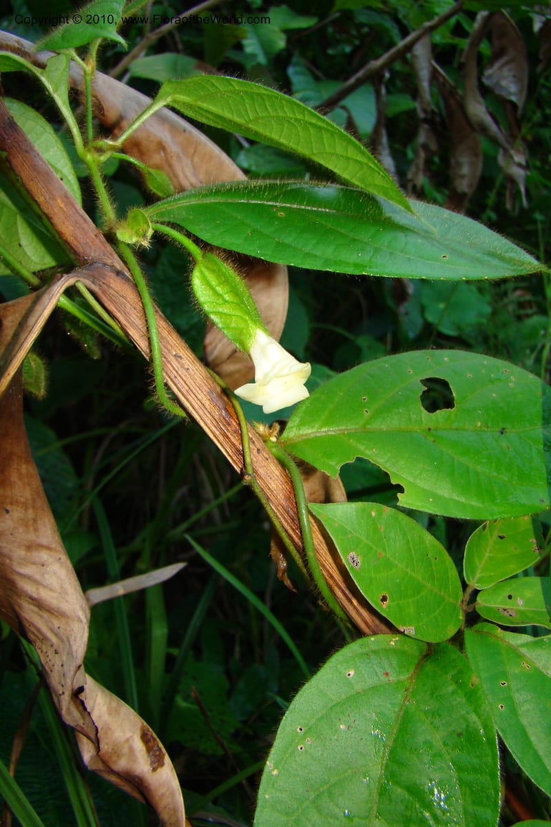 Mendoncia, Vasquez 34682--Peru. Loreto. Dist. Nauta. Miraflores, Rio Tigre. 8 Nov 08. 310.jpg
