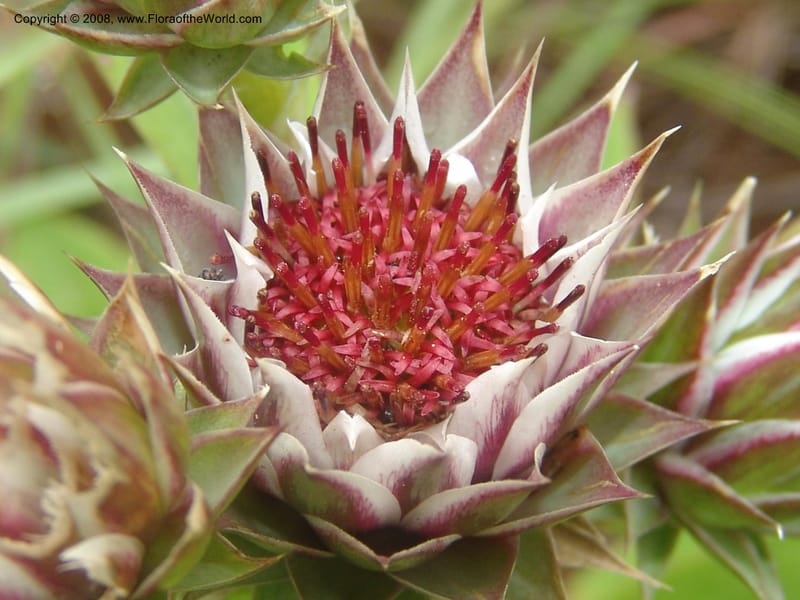 Dicoma zeheri--So.Africa. Mpumal. Moodie Mts.  18 Mch 05. 004.jpg