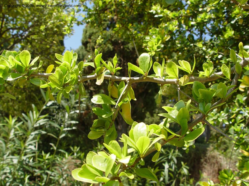 Dovyalis caffra--Spain. Blanes. Marimurtra Bot. Gard. 24 Apr 04. . 195.jpg