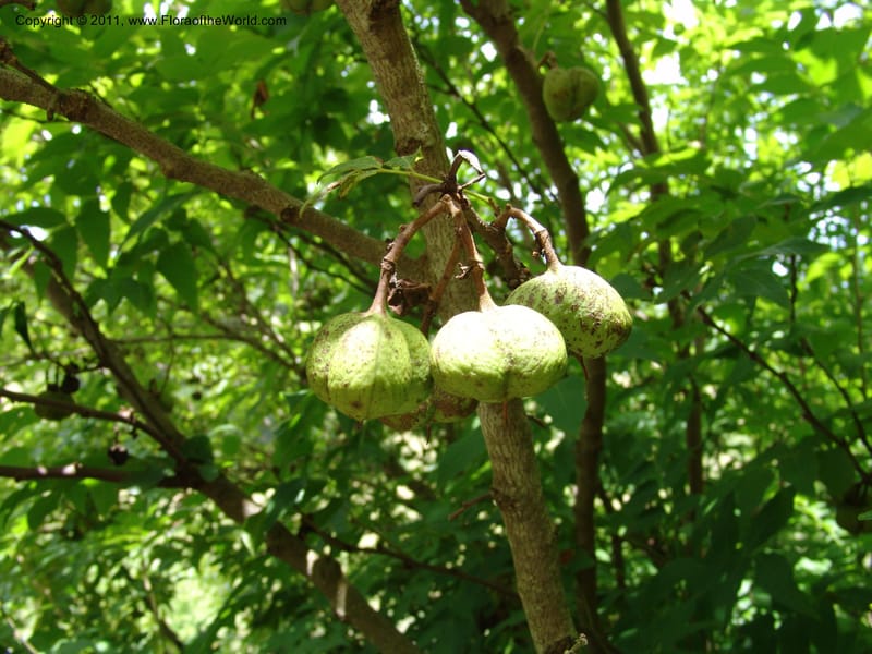 Ungnadia speciosa--TX. Johnson Wildflower Center. 13 Jun 04. 335 (5).jpg