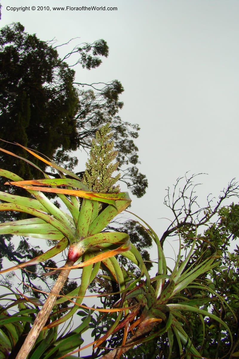 Dracophyllum, C. Gemmill 730--New Zealand. N. Island. Mt. Te Aroha. 13 Jan 2010. 256 (1).jpg