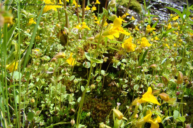 Mimulus guttatus, C. Davidson 11462--ID. Valley Co. Warm Lake. 16 June 2009. 082.jpg