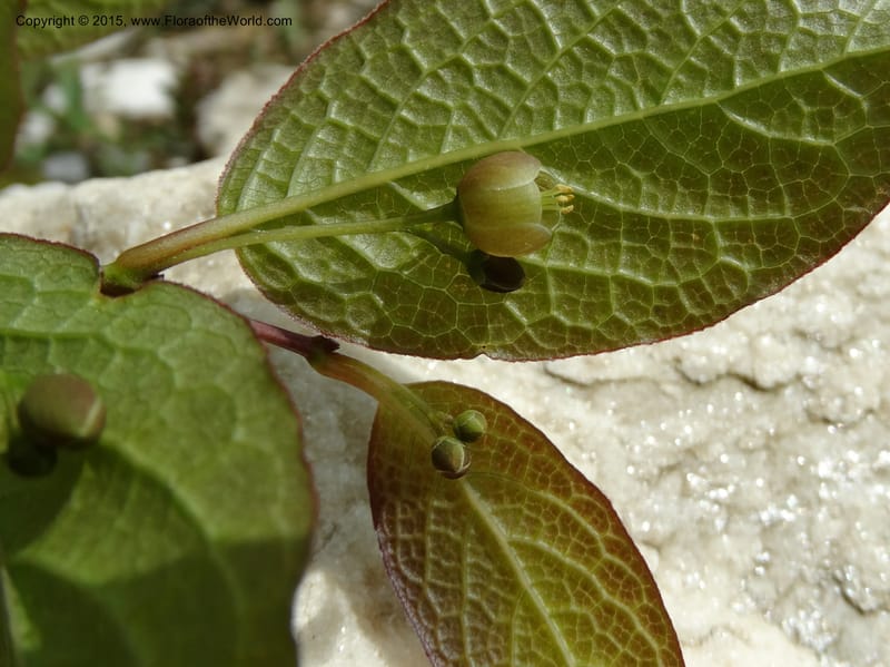 Sabia, Boufford, D 43677--China. Sichuan. GuoBaYan, HanBaiYu Shan. 12 May 2014. DSC05373 (14).JPG