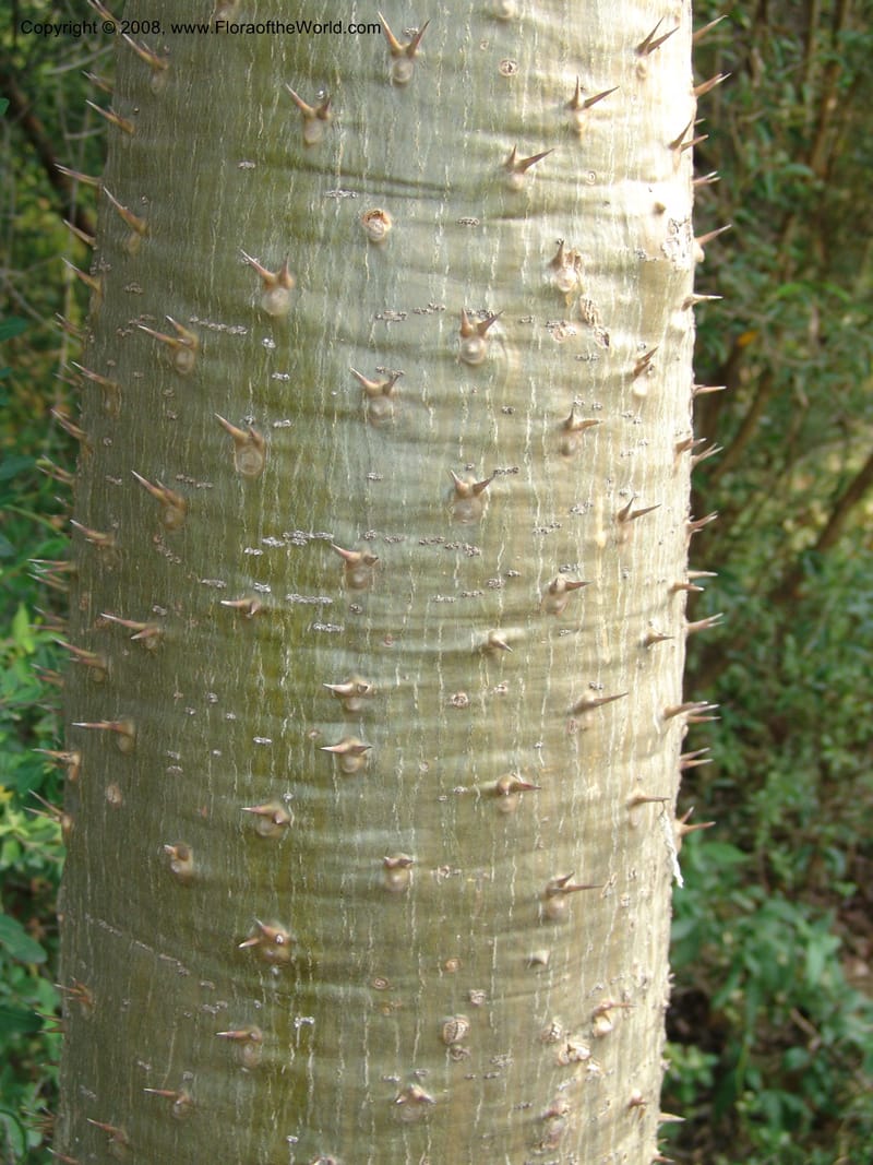 Pachypodium lamerei--So.Africa. Lowveld Nat. Bot. Gard. 14 Mch 05. 263.jpg