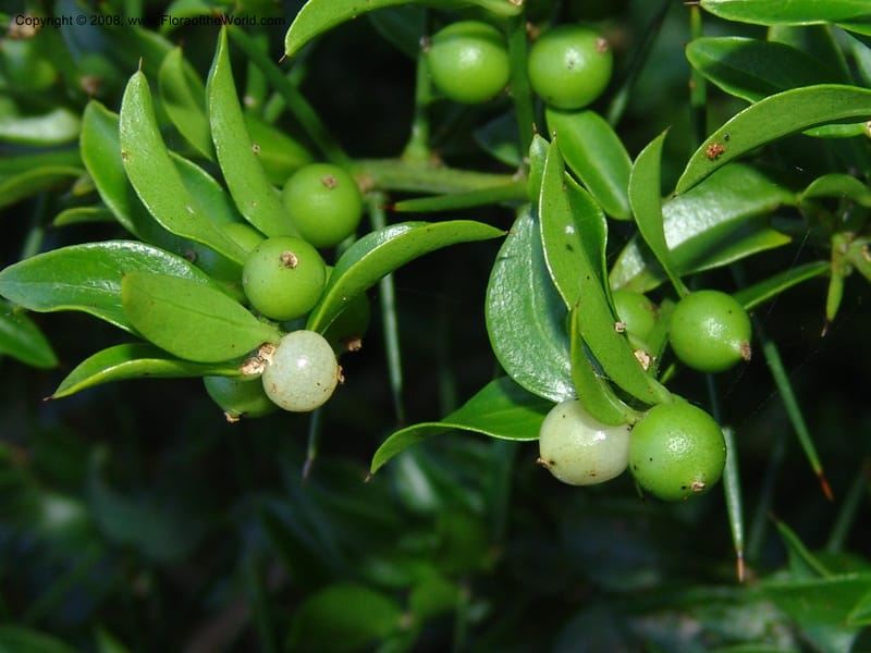 Azima tetracantha--So.Africa. E. Cape. Maitland Nat.Res. 5 Mch 05. 119.jpg