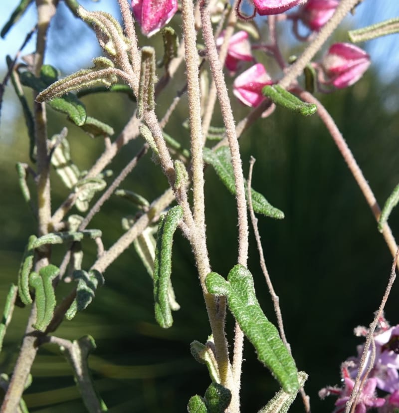 Lasiopetalum glutinosum subsp. latifolium, Davidson, C 13388--Australia. W.A. Calingiri Rd. 22 Oct 2016. DSC04023 (5).JPG