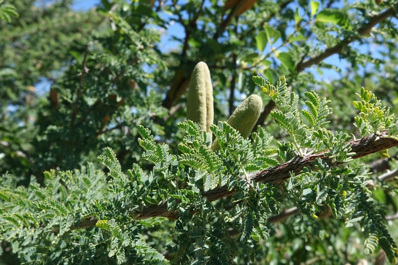 Acacia hebeclada, L. Nanyeni 1229--Namibia. Hwy B1. Odom 59. 25 Mar 2018.DSC03325 (7).JPG