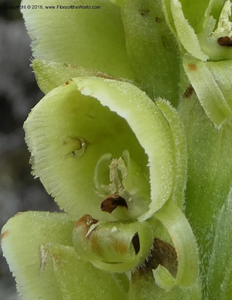 Altensteinia virescens, Ulloa, C 2470--Ecuador. Res. Yanacocha. 21 Apr 2015. DSC02117 (65).JPG