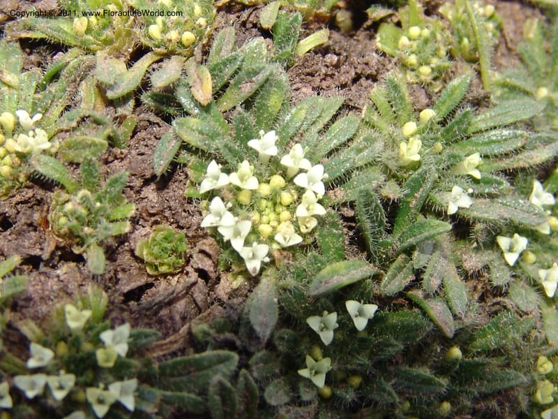 Valeriana, R. Vasquez 33191--Peru. Cusco. Calca. Abra de Chayna Puerto. 3 Nov 07. 184 (19).jpg