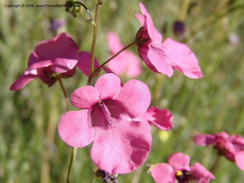 Diascia integerrima--So.Africa. E. Cape. Joubert's Pass, SE of Lady Gray. 9 Mch 05. 150.jpg