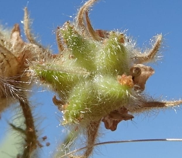 Hermannia tomentosa, L. Nanyeni 1231--Namibia. Hwy D1228, stop 1. DSC03368 (32).JPG