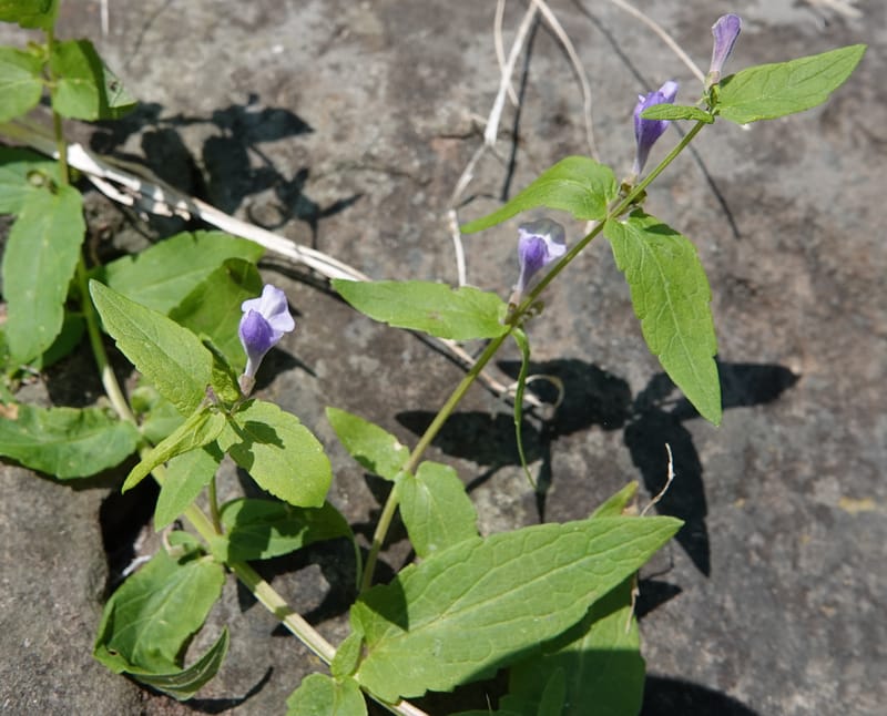 Scutellaria galericulata, C. Davidson 13882--ID. Fremont Co. Henry's Fork River. Box Canyon. 31 Jul 2018. DSC08304 (146).JPG
