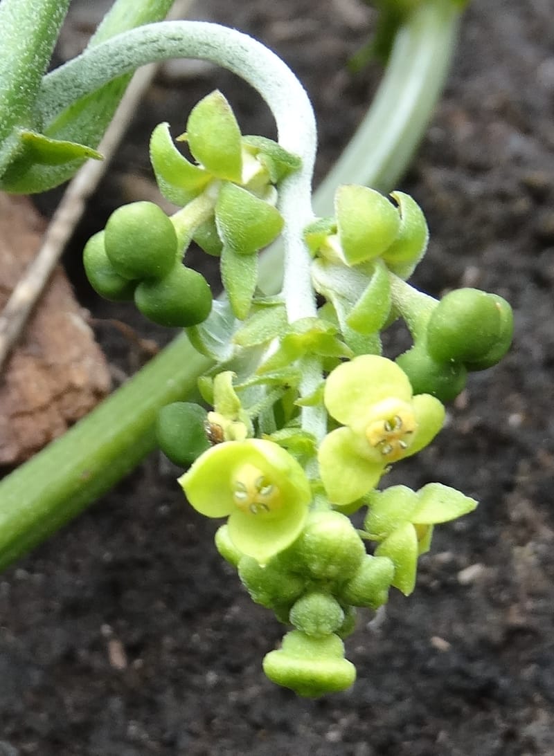 Megistostigma cordata, Davidson, C 12936--Sabah. Ruyu Oil Palm Pl. 29 Mar 2015. DSC01510 (29).JPG