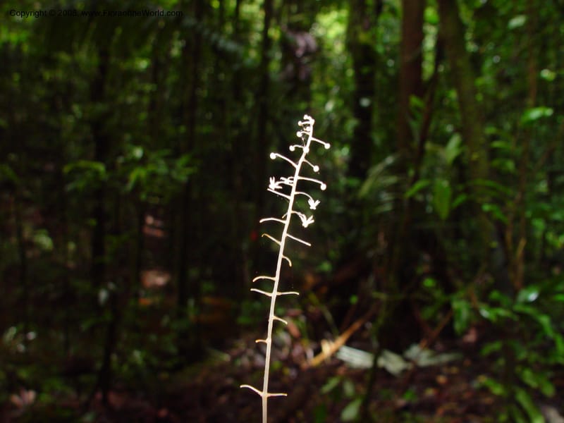 Sciaphila albescens, ETepe551--Fr. Guiana. Les Nouragues. 14 Mch 02. 001.jpg
