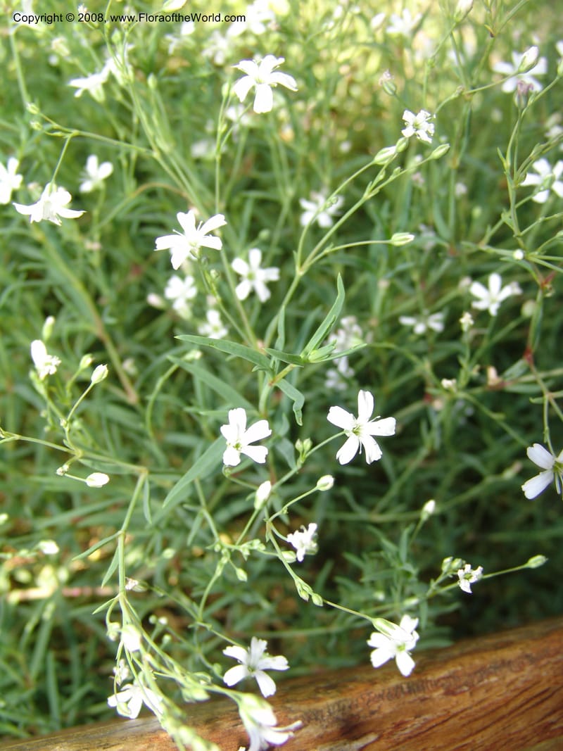 Gypsophila repens, S 41.2083--France. Paris. Jardin des Plantes. 4 Sep 07. 034.jpg