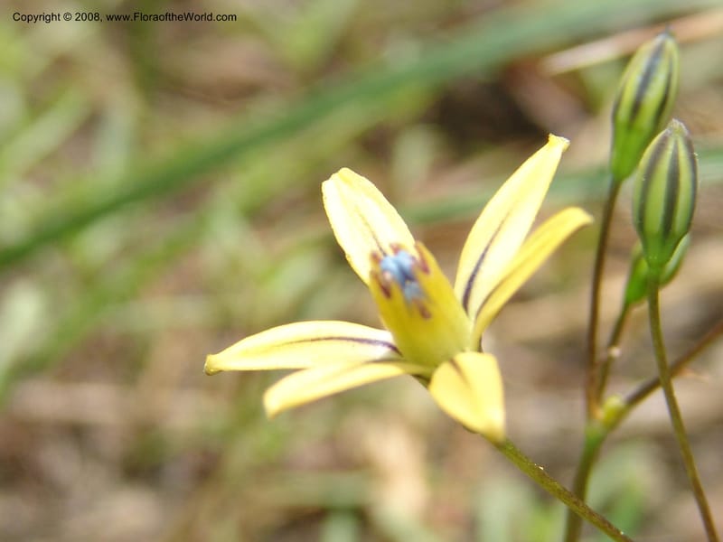 Triteleia  ixioides ssp anilina, CDavidson10913--CA.  Yosemite Nat. Pk. Glacier Pt Rd.  27 Jun 06. 152.jpg